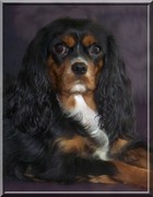 honden foto honden foto van cintje