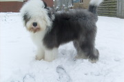 honden foto van ollywollie