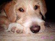 honden foto van steffy