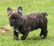 honden foto van maarten & nicky