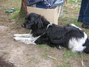 honden foto van Kitty
