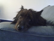 honden foto van sue