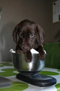 honden foto van Eline