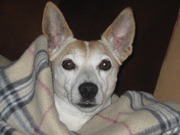 honden foto van Jaqueline van der Bel