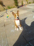 honden foto van sandra