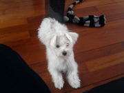 honden foto honden foto van Myrthe