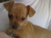 honden foto van Lenny-Max