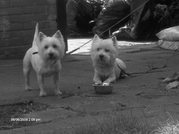 honden foto van tara