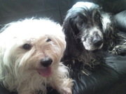 honden foto van rita evers