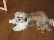 honden foto van sanbos86