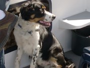 honden foto van benny