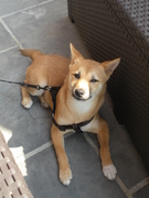 honden foto van Valerie & Youka