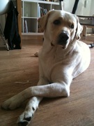 honden foto van Wendy Tan