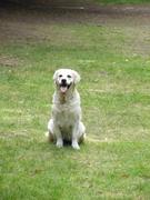honden foto van Ilona Heinemeijer