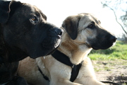 honden foto van Lianne