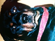 honden foto van Ivonne
