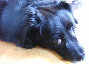 honden foto honden foto van Misha