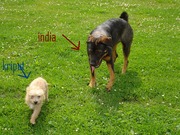 honden foto van chenoa