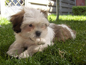 honden foto van Harry