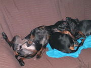 honden foto van Th. en W. van Vessem