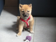 honden foto van valerie & youka