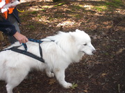 honden foto van Stephan en Kyra