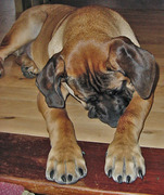 honden foto honden foto van zwaantje