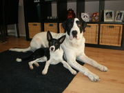 honden foto van B.van Bekkum Marks