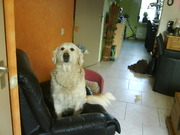 honden foto van stephanie