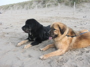 honden foto honden foto van Patricia<3TM