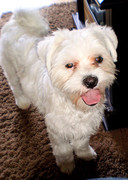 honden foto van zoraida