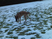 honden foto van ikke