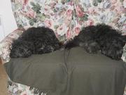 honden foto van James Barclay