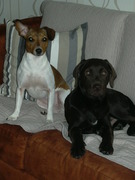 honden foto van Lia ,Bruno en Kyra