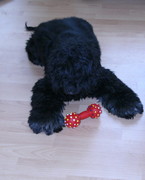 honden foto van J.W.Brethouwer