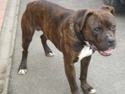 honden foto honden foto van Niels