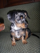 honden foto honden foto van Marlies