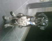 honden foto honden foto van Lam Ching Ying