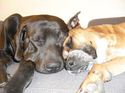 honden foto van parravliss