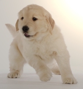 honden foto van lintje