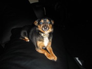 honden foto van JoannaDaisy