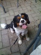 honden foto van Sam VR