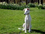 honden foto van Jeremy