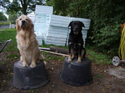 honden foto honden foto van Ellen