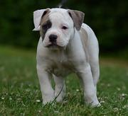 honden foto van Ayrshire Bulldogs