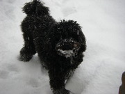 honden foto van Irene, Pippi & Lulu