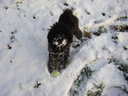 honden foto van Irene