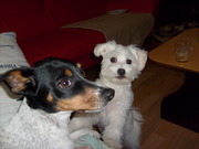 honden foto van sandytje&carisley