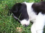 honden foto van Nancy