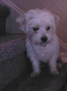 honden foto honden foto van Christa